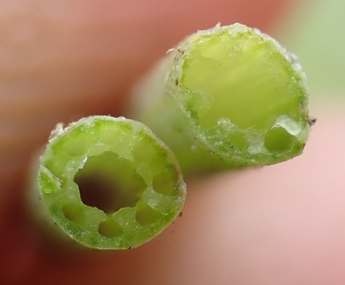 Horsetail (Equisetum × litorale)