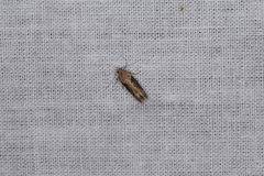 Scrobipalpa costella