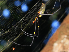 Nephila pilipes