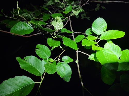 Image of White Alder (Alnus rhombifolia) by (c) Colin J Pryor, some rights reserved (CC BY)