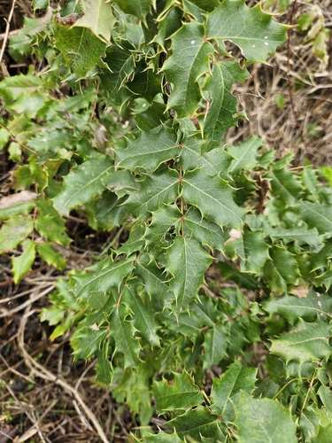 Image of Berberis pinnata by (c) Marco Iboshi, some rights reserved (CC BY)