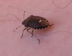 Holcostethus sphacelatus