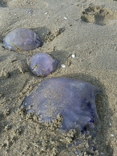 Rhizostoma pulmo