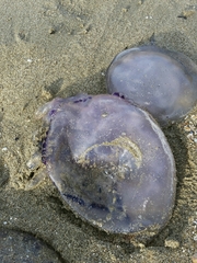 Rhizostoma pulmo