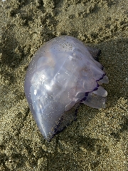 Rhizostoma pulmo