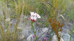 Erica ampullacea