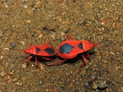 Probergrothius sanguinolens