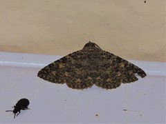 Heteropalpia