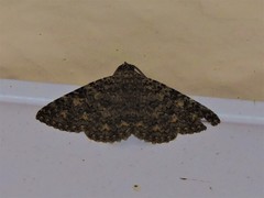 Heteropalpia