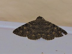 Heteropalpia