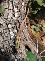 Podarcis siculus siculus