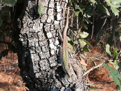 Podarcis siculus siculus