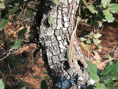 Podarcis siculus siculus