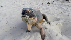 Cyclura cychlura