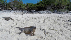 Cyclura cychlura