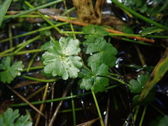 Ranunculus amphitrichus