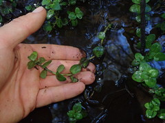 Gratiola sexdentata