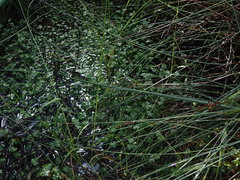 Ranunculus amphitrichus