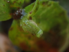 Gratiola sexdentata