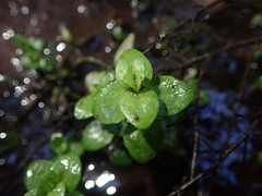 Gratiola sexdentata