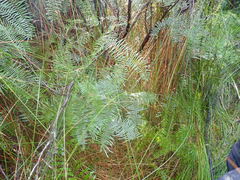 Netrostylis capillaris