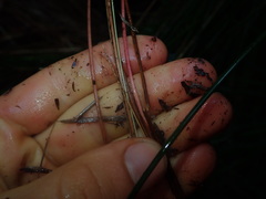 Netrostylis capillaris