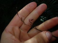 Netrostylis capillaris