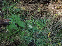 Nertera scapanioides