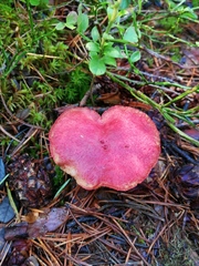 Suillus paluster