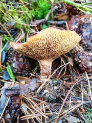 Suillus paluster