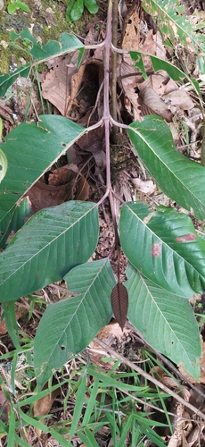 Vismia baccifera, photograph 5