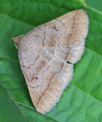 Zanclognatha lunalis