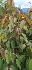 Vismia baccifera, photograph (c) Ángela Patricia Rojas Cortés, some rights reserved (CC BY-SA)