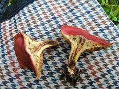 Suillus paluster