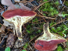 Suillus paluster