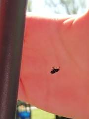 Nurscia albomaculata