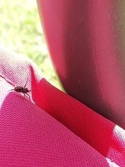 Nurscia albomaculata