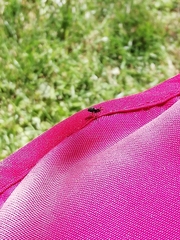 Nurscia albomaculata