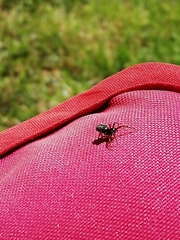 Nurscia albomaculata