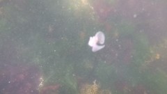 Gastropteron pacificum