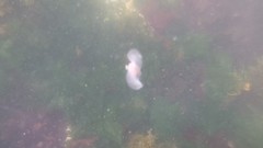 Gastropteron pacificum