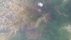 Gastropteron pacificum