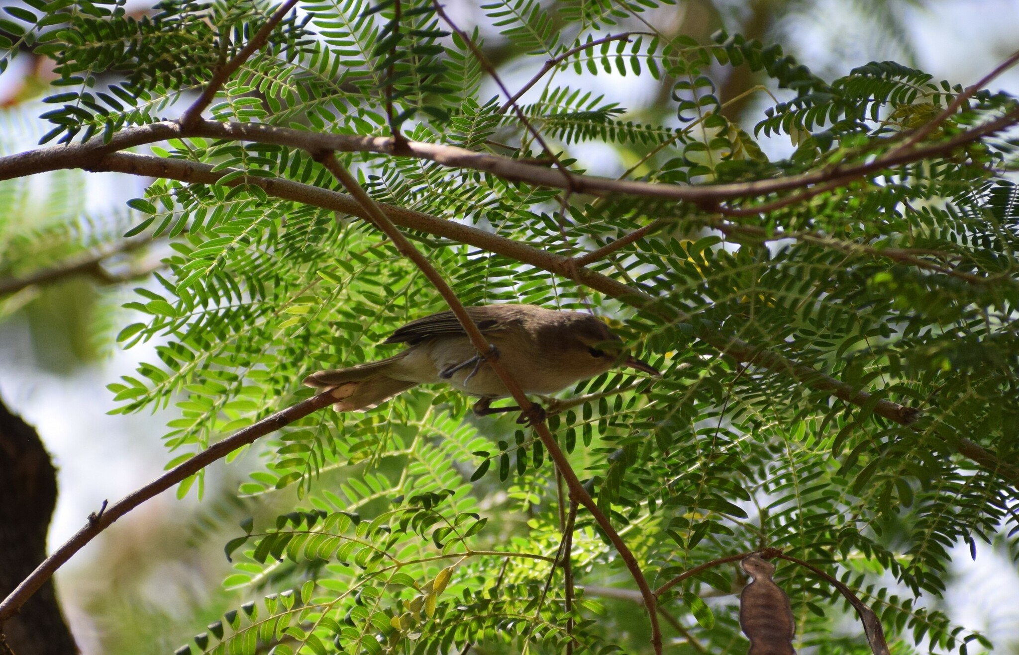 Noronha Vireo (Vireo gracilirostris), photo 10