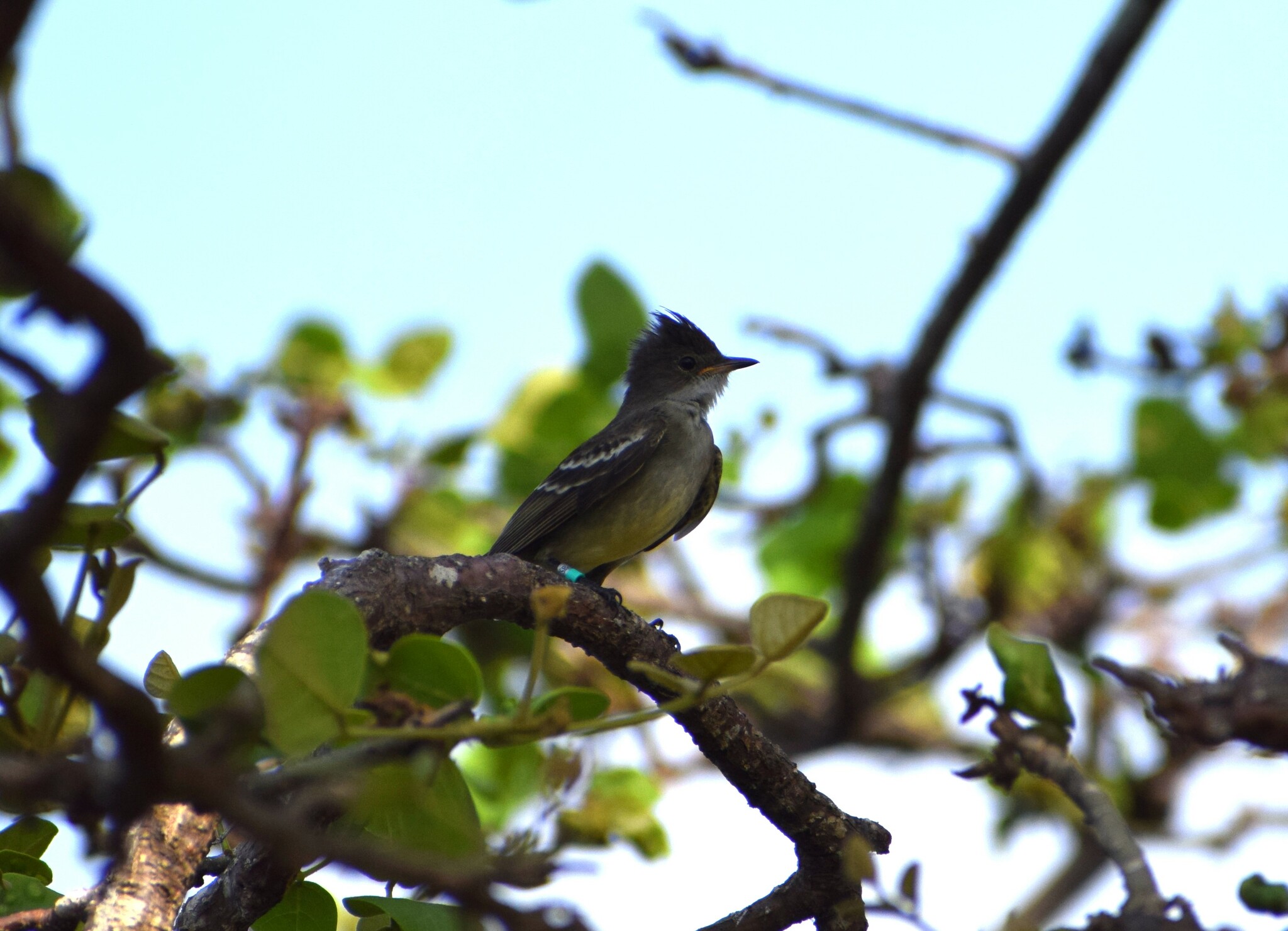 Noronha Elaenia (Elaenia ridleyana), photo 9