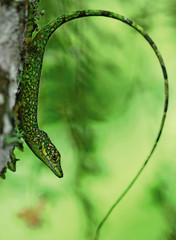 Anolis gemmosus