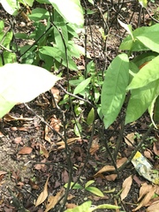 Graphium agamemnon agamemnon