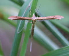 Stenoptilia pterodactyla