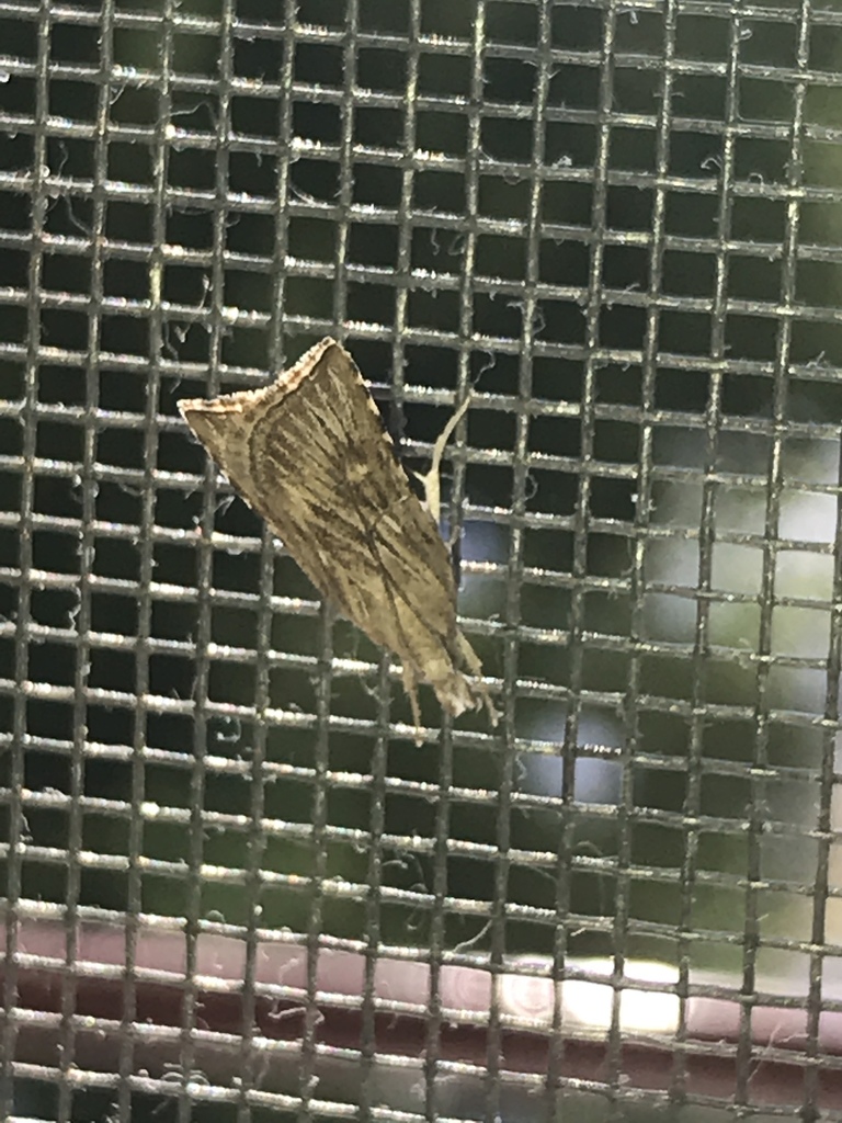Cybalomia