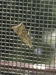 Cybalomia pentadalis