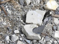 Celastrina lavendularis